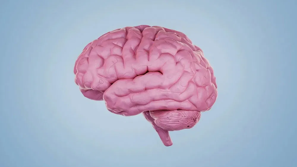 The Differences Between A Bipolar Brain And A Normal Brain