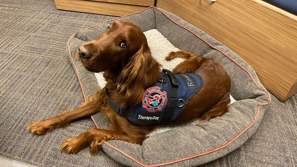 What You Should Know About Therapy Dogs For Your Mental Health