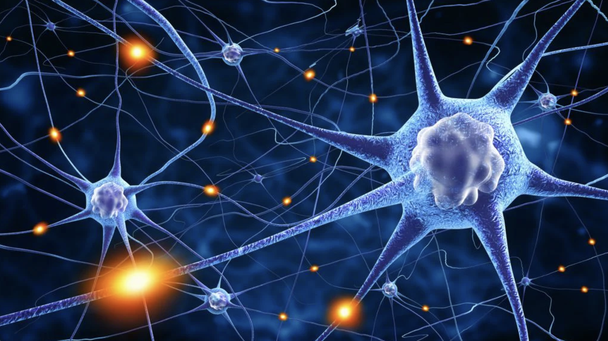 the differences between a bipolar brain and a normal brain_32021cd4 0dc6 45bc a520 0d41ff20705f