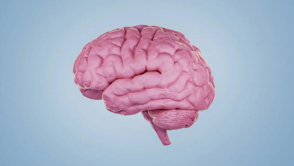 The Differences Between A Bipolar Brain And A Normal Brain