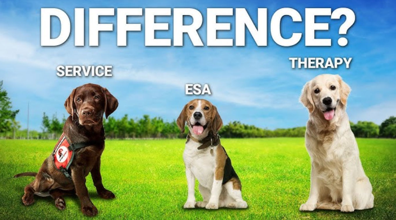 therapy dogs for mental health_13a91857 749c 431b 981b ce2336c66a58