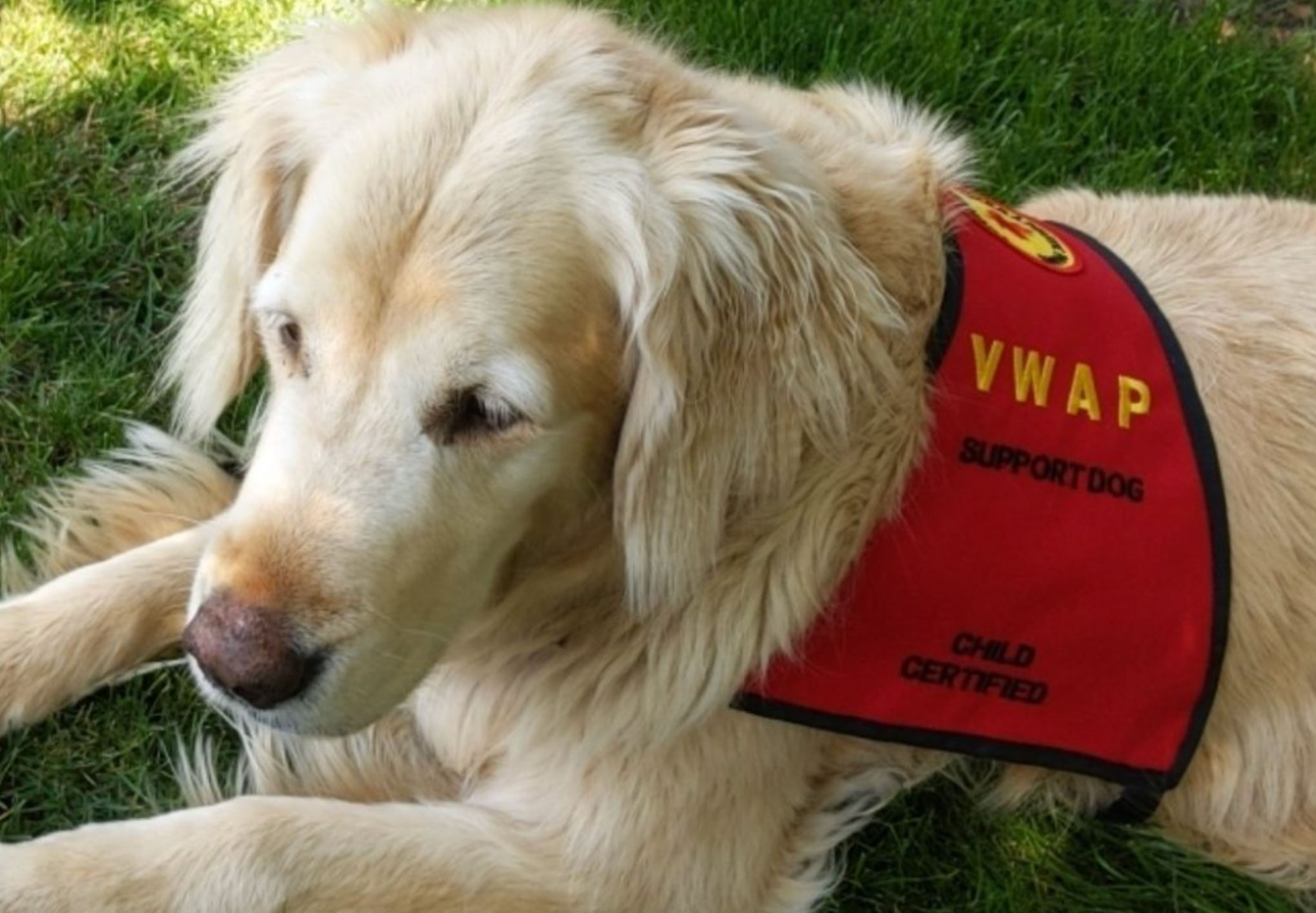 therapy dogs for mental health_1ac00bed 4eef 49a9 ad8d 2d068d3322df