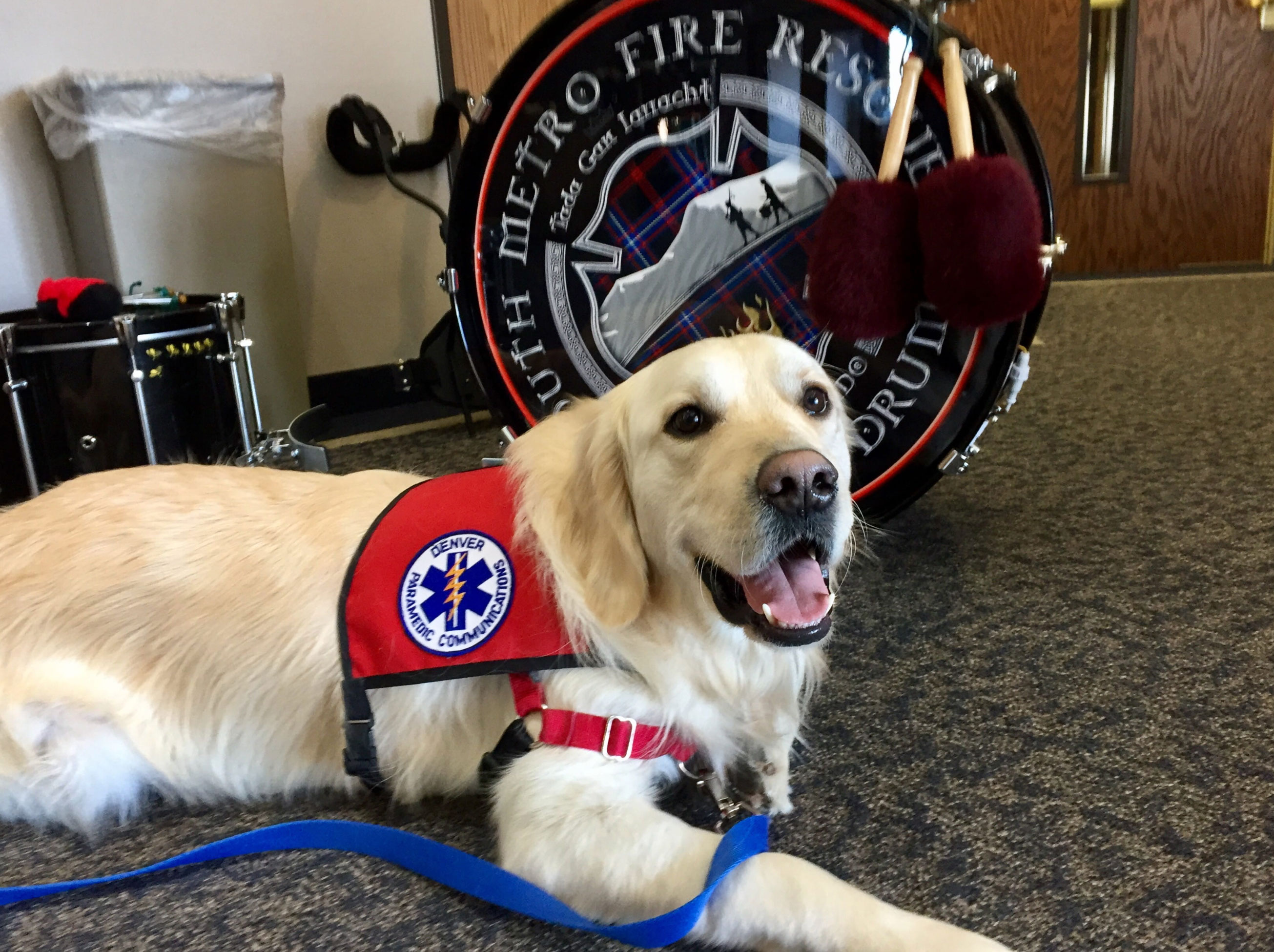 therapy dogs for mental health_2a7d94bf f1fb 4587 a826 c7d1d06ffa28
