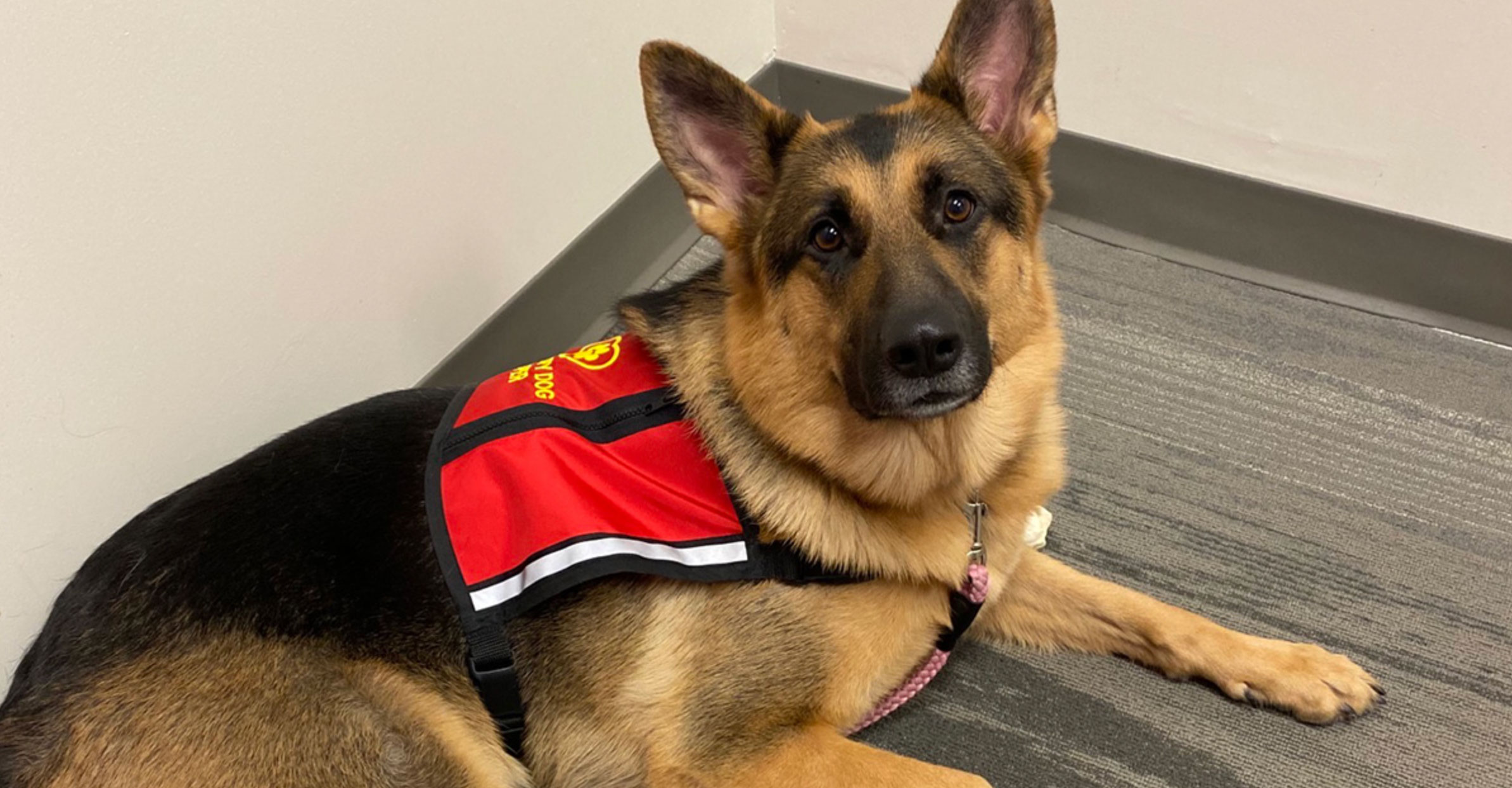 therapy dogs for mental health_6e6fb6c8 b195 45b4 b00c 6f2e3a122b82