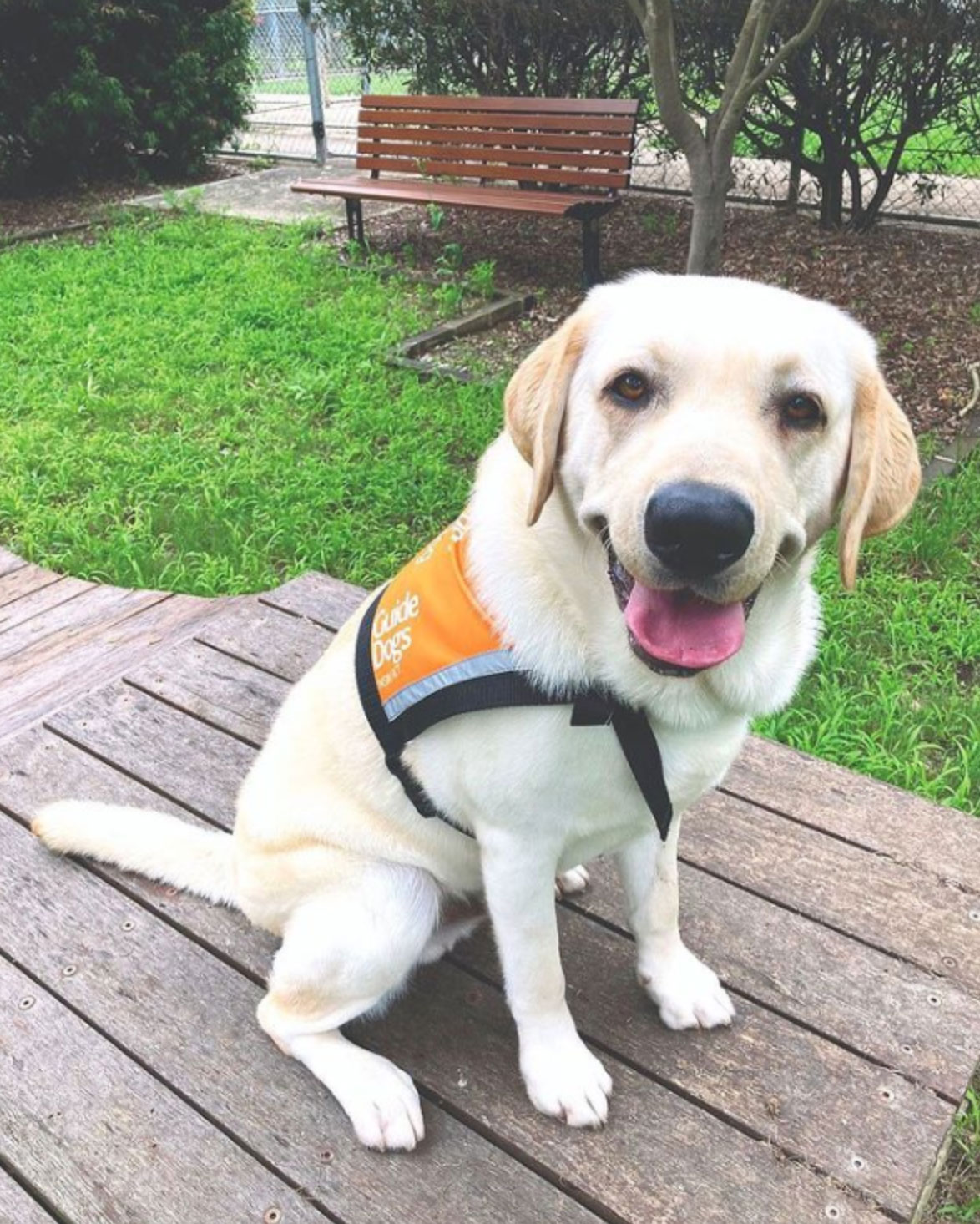 therapy dogs for mental health_7c41aea6 34bc 460f a21b f76e8d81791d