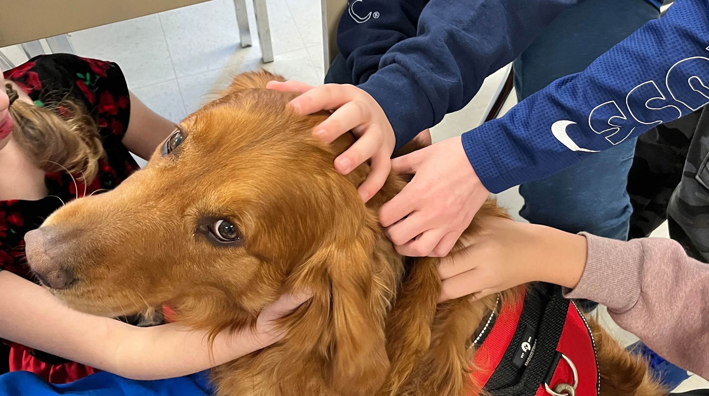 therapy dogs for mental health_dd5a17be 01cc 42f9 9fa8 780653441857