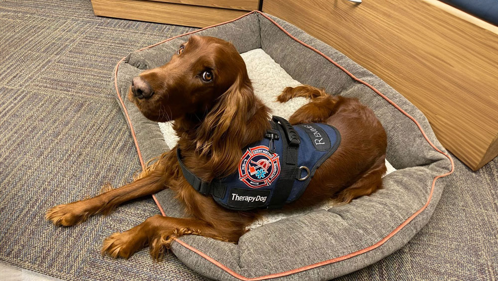 What You Should Know About Therapy Dogs For Your Mental Health